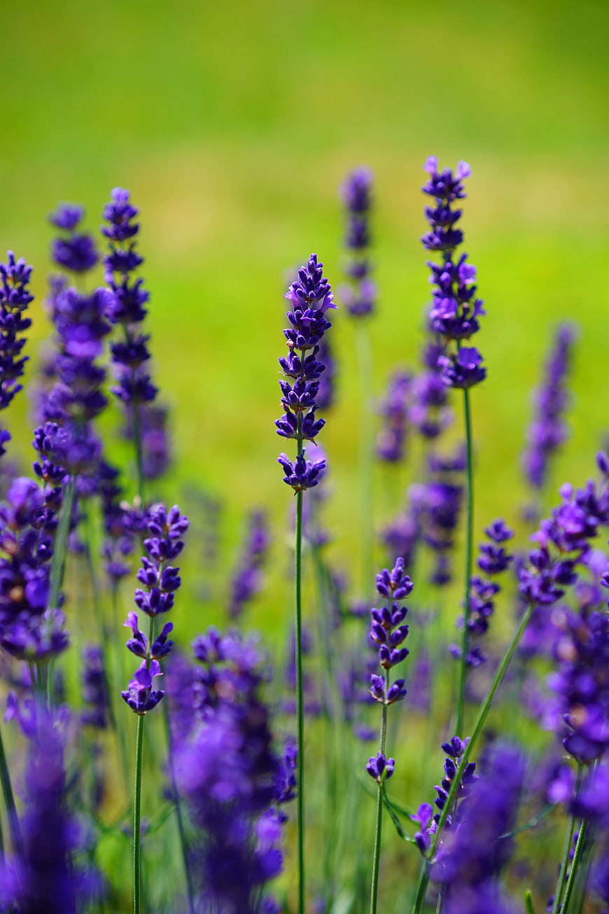Vibrant purple lavender flowers in a sunny green field