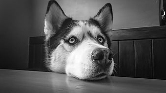 Close-up of Siberian Husky resting chin on table