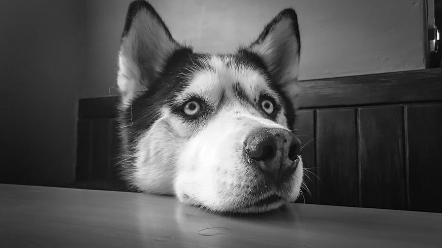 Close-up of Siberian Husky resting chin on table