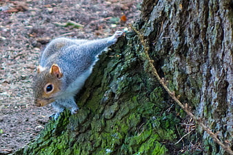 Gray squirrel climbing mossy tree trunk in nature