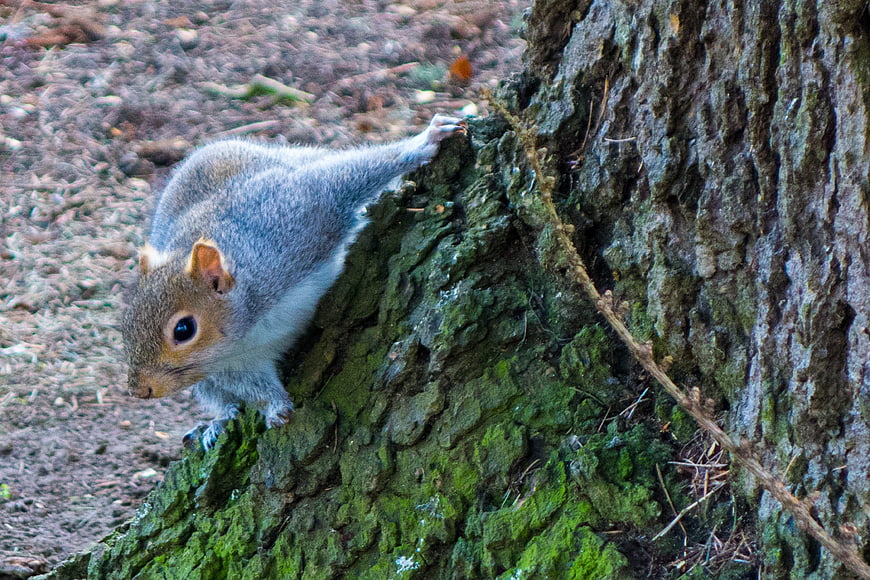 Gray squirrel climbing mossy tree trunk in nature