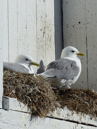 Two seagulls nesting on a white wooden ledge