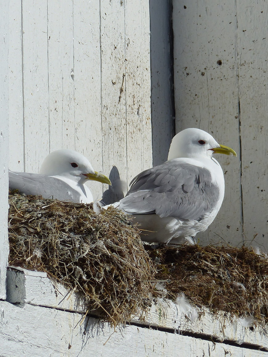 Two seagulls nesting on a white wooden ledge