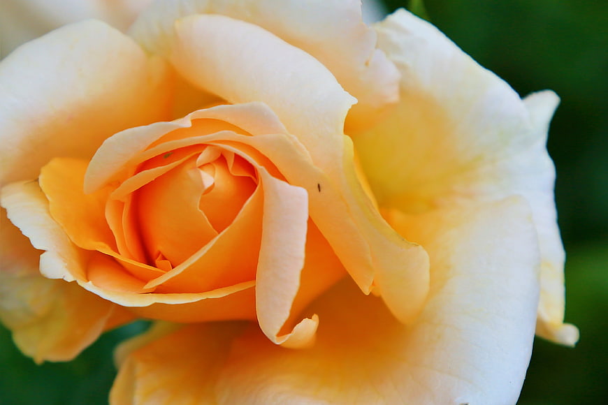 Close-up of a delicate peach and cream rose bloom