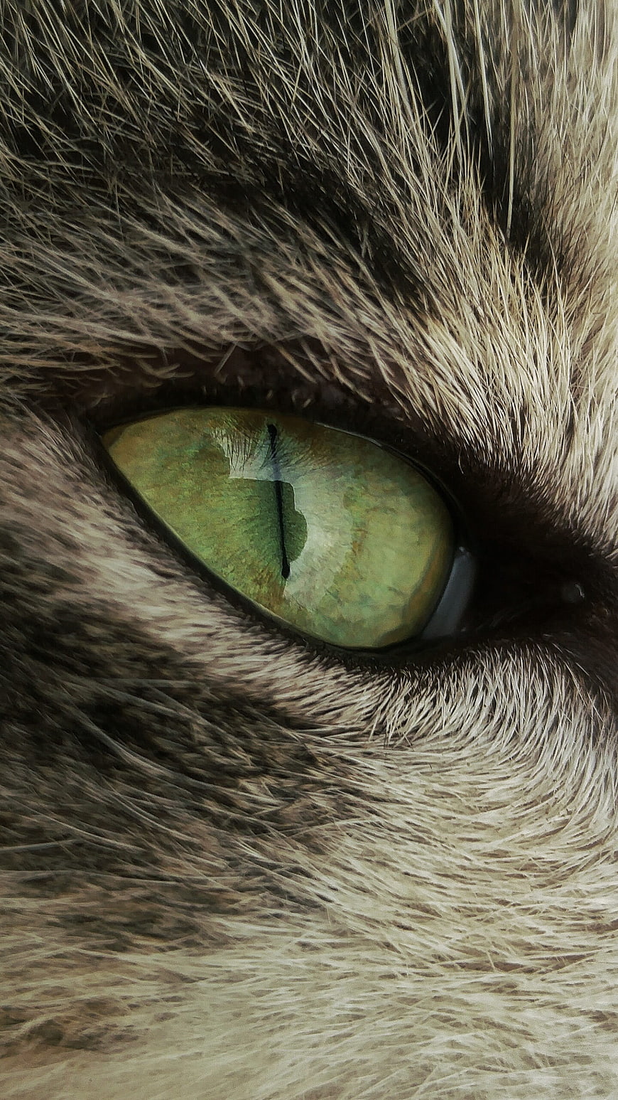 Extreme Close-Up of a Cat's Green Eye with Slit Pupil