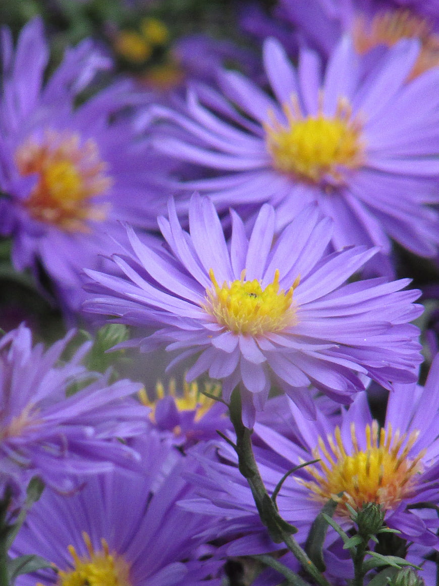 Close-up of purple aster flowers with yellow centers