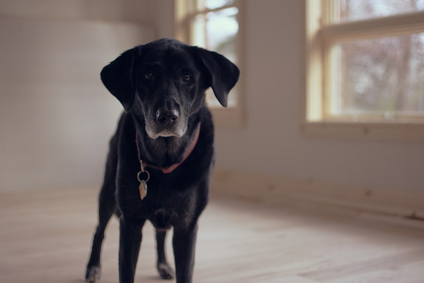 Black Labrador Retriever Standing in Empty Room