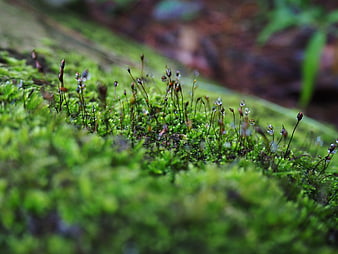 Close-up of vibrant green moss with water droplets in forest