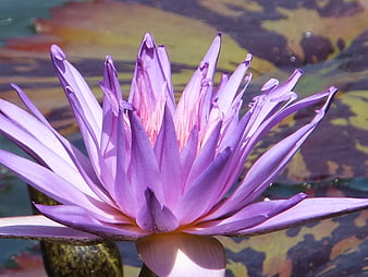Close-up of a blooming purple water lily on a pond