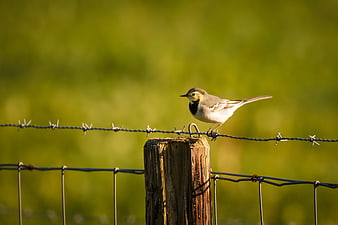 White Wagtail Bird Perched on Barbed Wire Fence