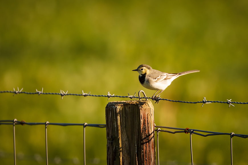 White Wagtail Bird Perched on Barbed Wire Fence
