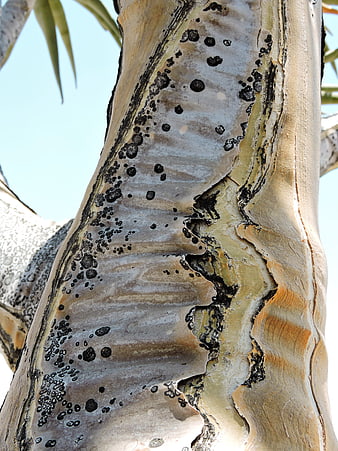 Close-up of textured tree bark with peeling layers