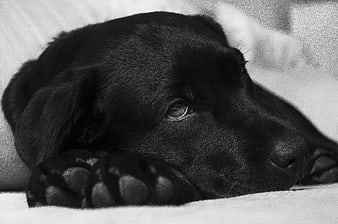 Sad Black Labrador Puppy Resting Head on Paws