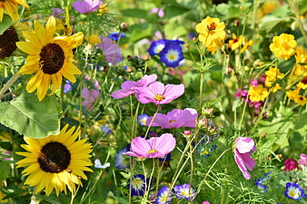 Vibrant Sunflowers And Pink Cosmos In A Sunny Summer Meadow
