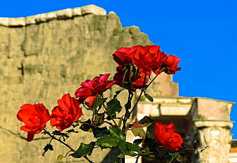 Vibrant red roses blooming against ancient Roman ruins