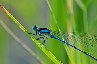 Blue Damselfly on Green Grass Blade