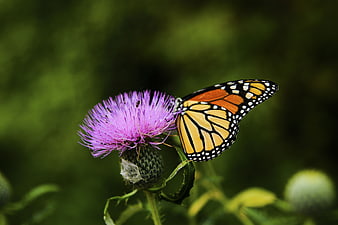 Monarch Butterfly on Purple Thistle Flower