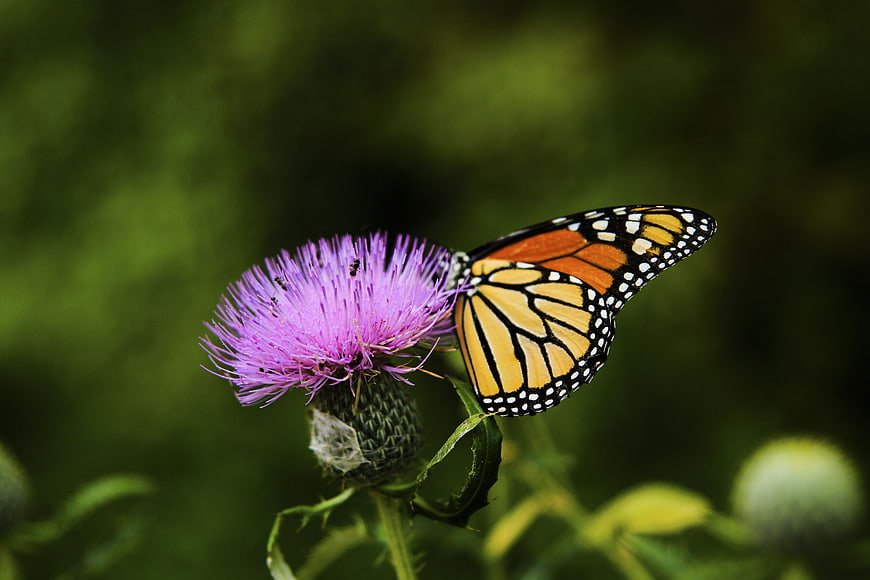 Monarch Butterfly on Purple Thistle Flower