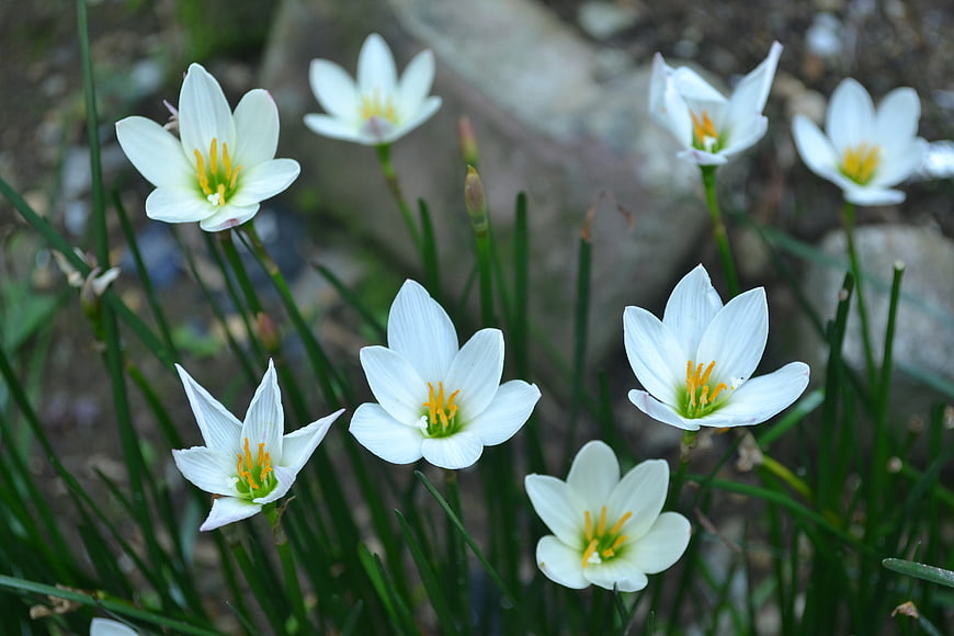 White Zephyr Lilies Blooming In Garden