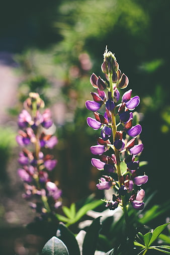 Purple Lupine Flower in Sunlight with Green Background