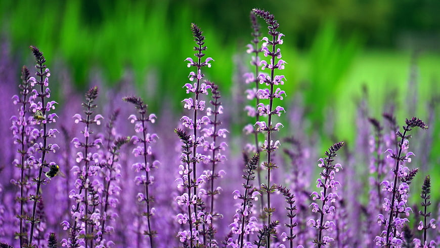 Purple Salvia Flowers with Bumblebee in Garden