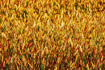 Golden Foxtail Grasses In Meadow With Warm Sunlight