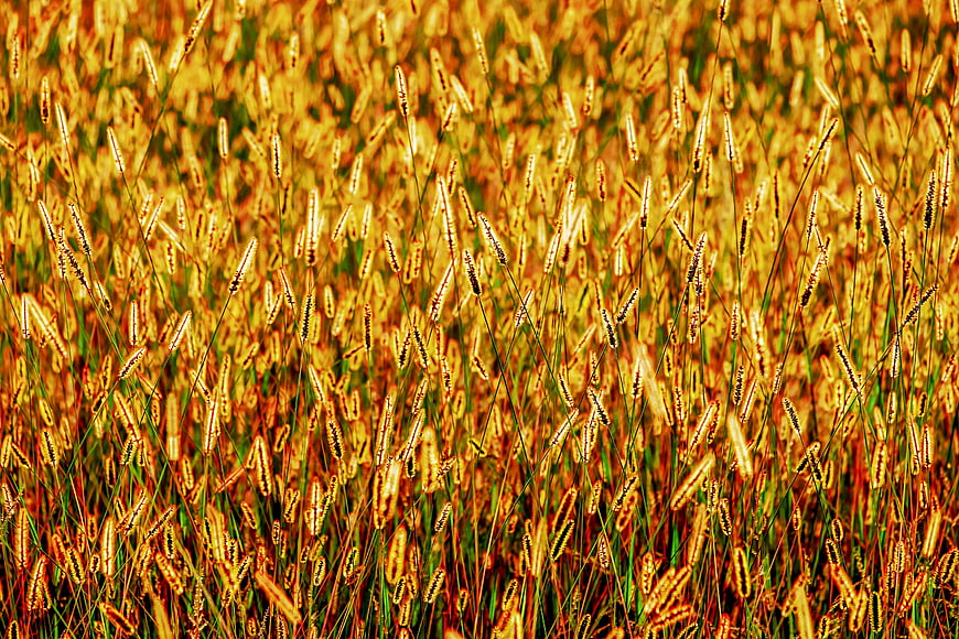 Golden Foxtail Grasses In Meadow With Warm Sunlight