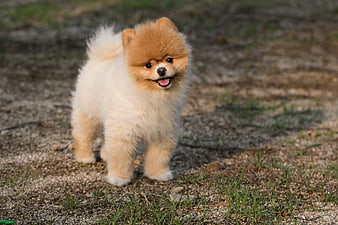 Cute fluffy Pomeranian puppy standing on gravel path