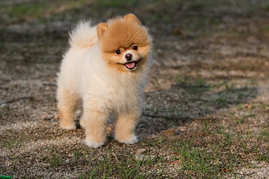 Cute fluffy Pomeranian puppy standing on gravel path