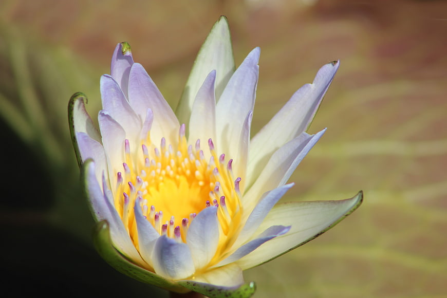 Close-up of a blooming purple water lily with yellow center