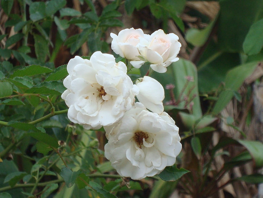 White Rose Blooms in Garden
