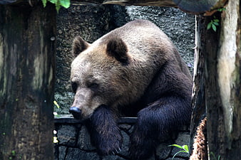 Brown Grizzly Bear Resting on Stone Wall in Enclosure