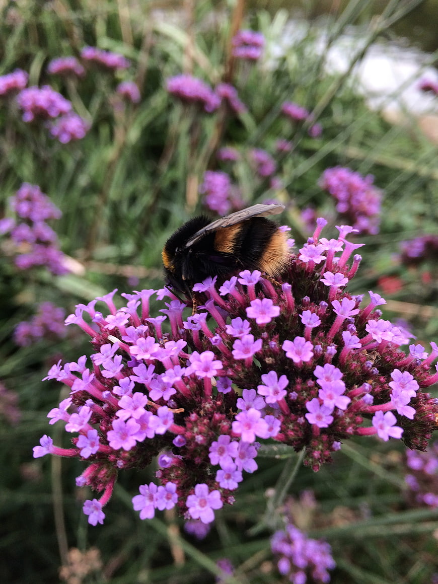 Bumblebee Pollinating Purple Verbena Flower Close Up