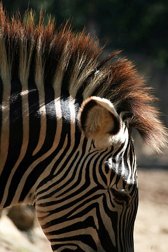 Close-up portrait of a zebra head with detailed stripes and mane