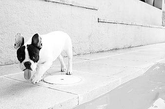 Playful French Bulldog Puppy by Poolside