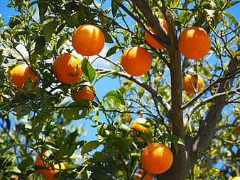 Ripe Oranges Hanging on Tree Branches in Sunlight