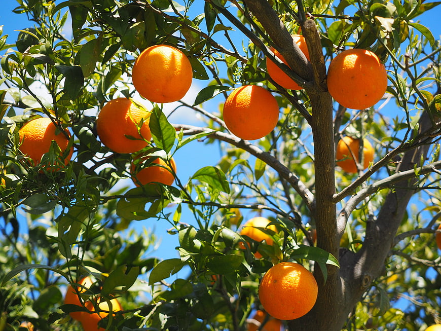 Ripe Oranges Hanging on Tree Branches in Sunlight