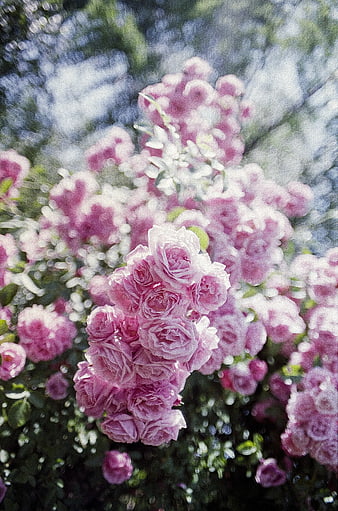 Soft Focus Pink Roses in Sunlight