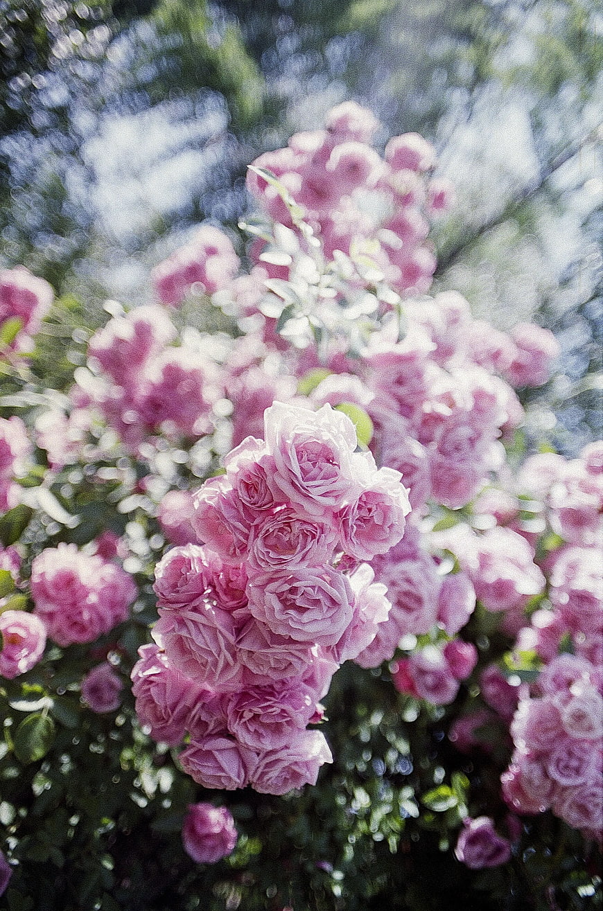 Soft Focus Pink Roses in Sunlight