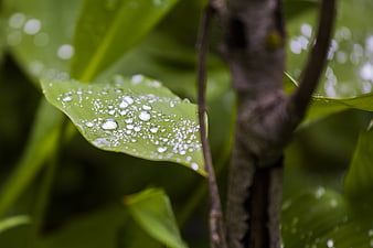 Close-up of Green Leaf with Water Droplets in Nature