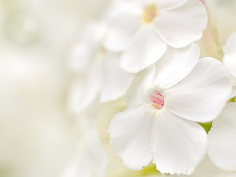 Soft Focus White Phlox Flowers with Pink Centers