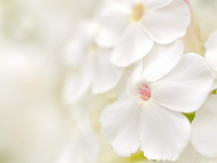 Soft Focus White Phlox Flowers with Pink Centers