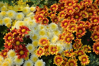 Vibrant autumn chrysanthemums in red, yellow, and white