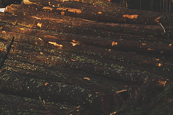Stack of mossy tree logs in a forest
