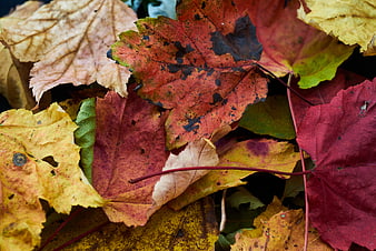 Colorful autumn maple leaves pile close-up texture