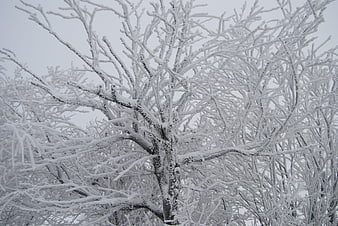 Frost-covered tree branches in a winter landscape