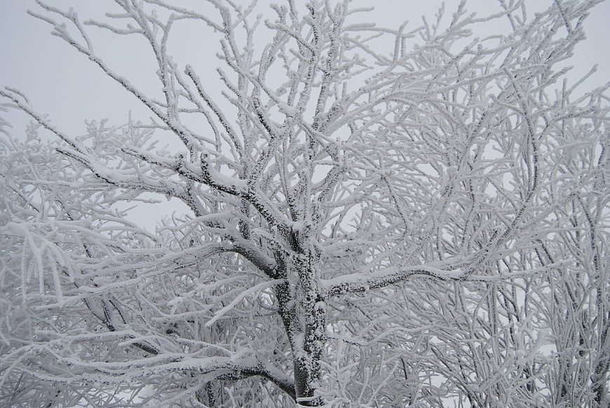 Frost-covered tree branches in a winter landscape