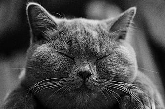 Close-up black and white portrait of a sleeping British Shorthair cat