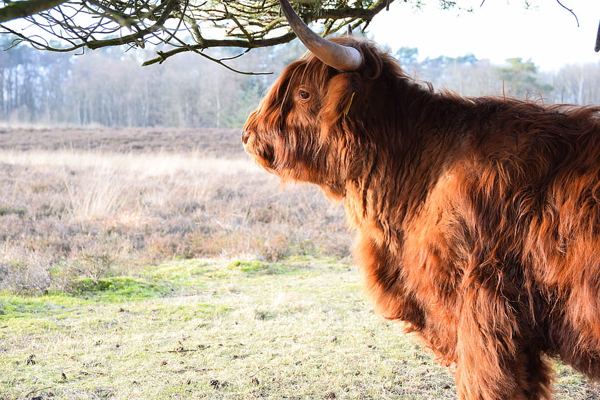 Red Highland Cow Standing in Grassy Field