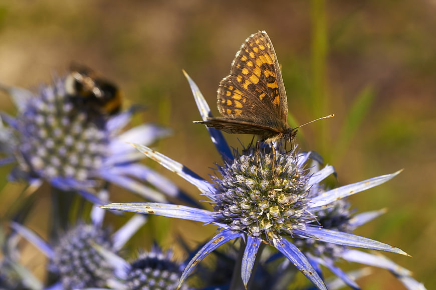 Butterfly on Blue Eryngium Sea Holly Flower